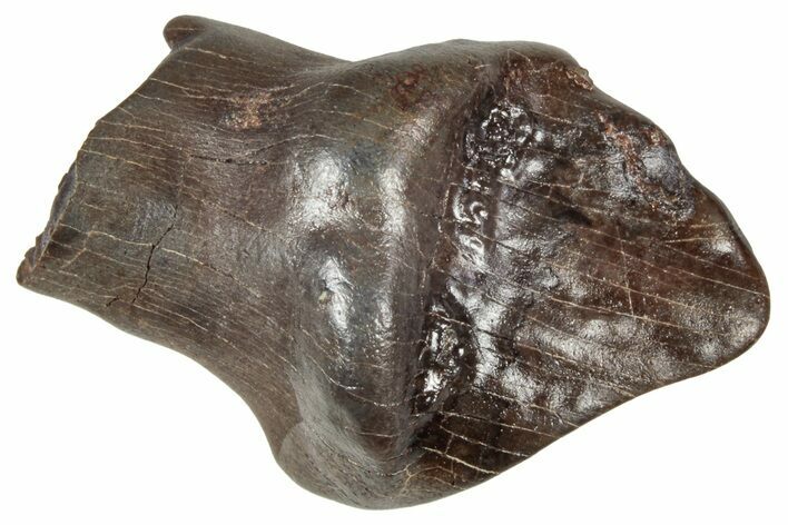 Fossil Nodosaurid (Denversaurus) Tooth - Montana #341035